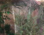 SHIRDI SAI DARBAR